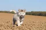 ALASKAN MALAMUTE 192